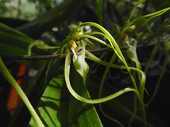 Brassia
