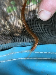 Scolopocryptops peregrinator