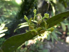 Epidendrum musciferum