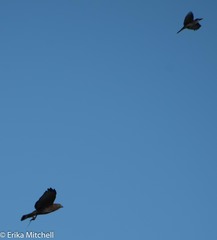 Anolis roquet salinei