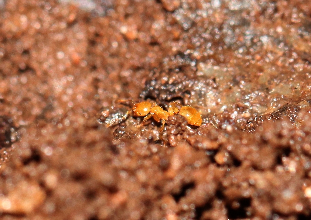 Syllophopsis