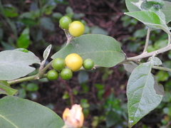 Solanum erianthum