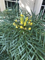 Berberis ganpinensis