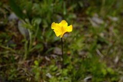 Trollius ranunculoides