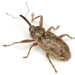 Willow Weevils - Photo (c) Mike Quinn, Austin, TX, some rights reserved (CC BY-NC), uploaded by Mike Quinn, Austin, TX