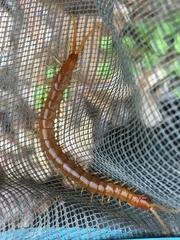 Scolopocryptops peregrinator