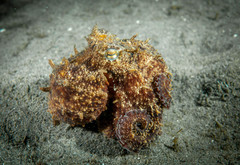Octopus americanus