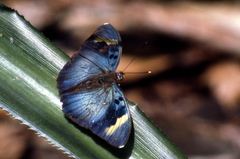Euphaedra medon medon