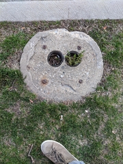Taraxacum