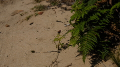 Aloeides thyra thyra