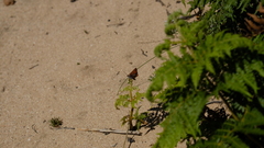 Aloeides thyra thyra