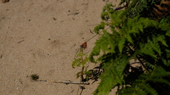 Aloeides thyra thyra