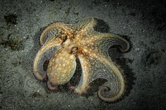 Octopus americanus