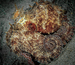 Octopus americanus