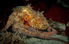 Octopus americanus