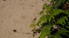 Aloeides thyra thyra