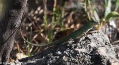 Anolis roquet salinei