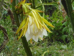 Selenicereus megalanthus