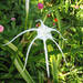 Hymenocallis harrisiana - Photo (c) Erick Lux，保留部份權利CC BY-NC-SA