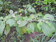 Solanum erianthum