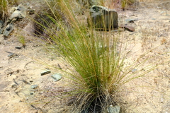 Tenaxia stricta