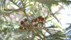 Dasineura rubiformis