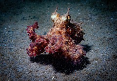 Octopus americanus