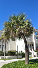 Sabal palmetto