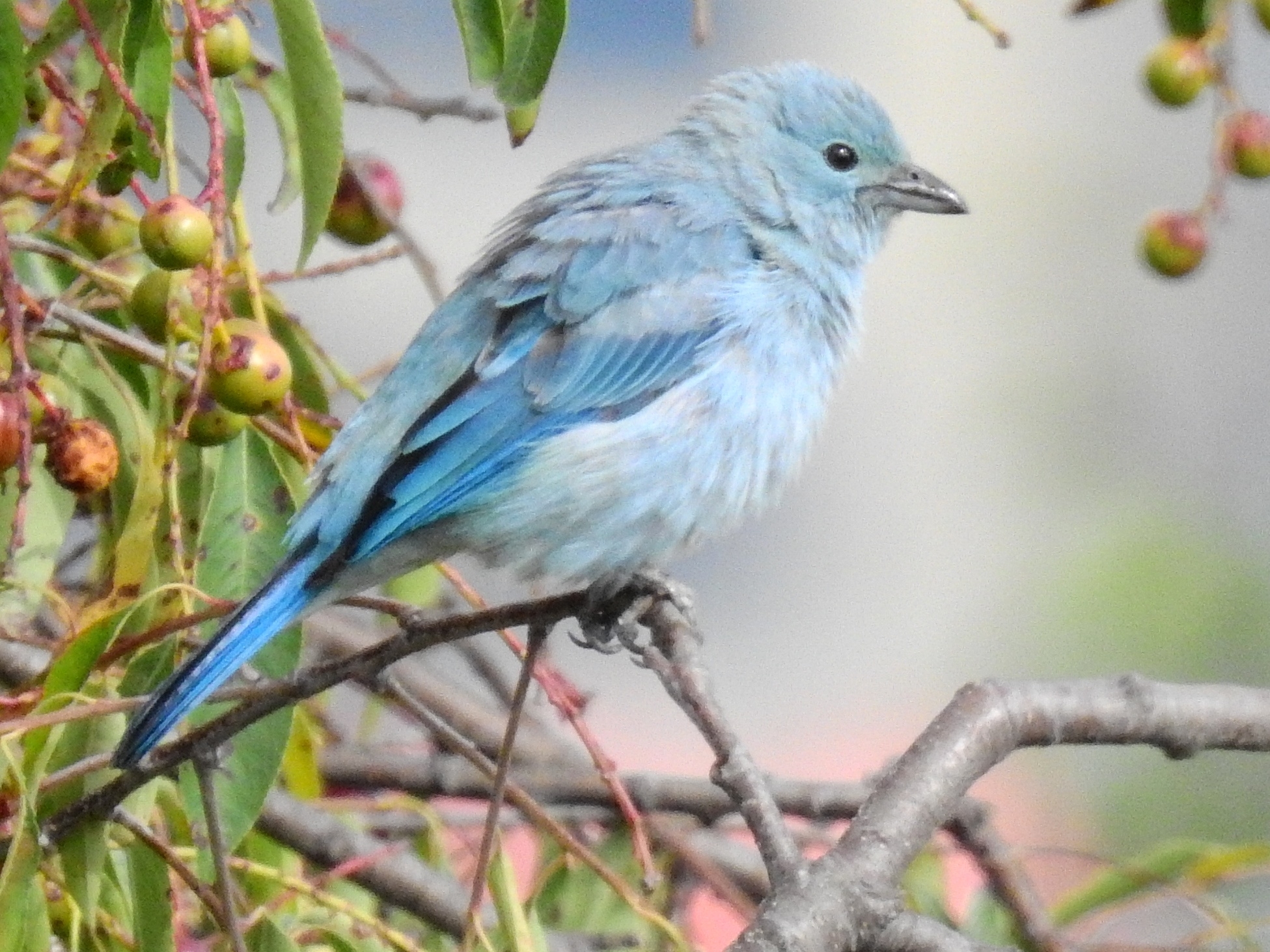 Blue-grey Tanager illustration
