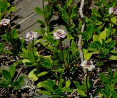 Phyla nodiflora nodiflora