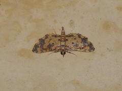 Eurrhyparodes tricoloralis