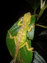 Pseudocalotes tympanistriga