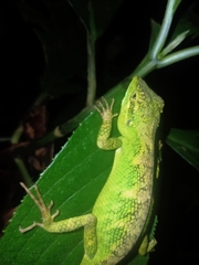 Pseudocalotes tympanistriga