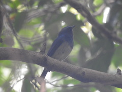 Cyornis hainanus