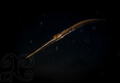 Fistularia tabacaria