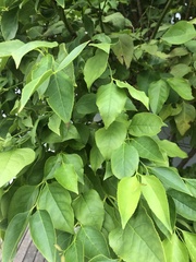 Halleria lucida