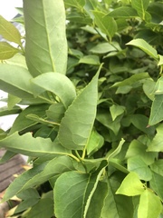 Halleria lucida