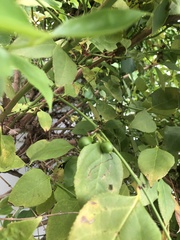 Halleria lucida