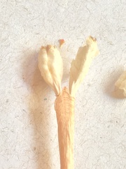 Calydorea xiphioides