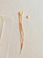 Calydorea xiphioides