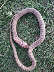 Hemachatus haemachatus