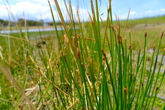 Eleocharis limosa