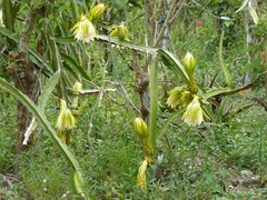 Selenicereus megalanthus