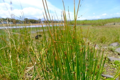 Eleocharis limosa