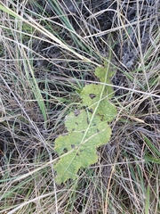 Berkheya radula