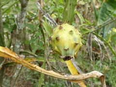 Selenicereus megalanthus