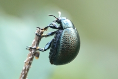Chrysolina vernalis vernalis
