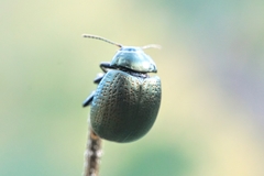 Chrysolina vernalis vernalis