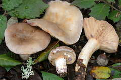 Lactarius luridus