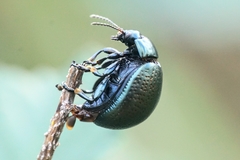 Chrysolina vernalis vernalis